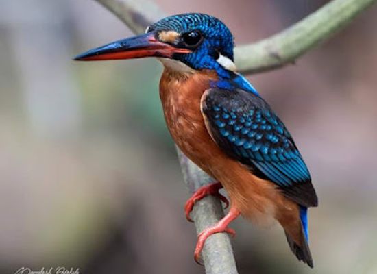 egypt/luxor/attraction/bird-guides
