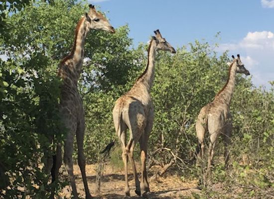 botswana/maun/attraction/historic-mobile-safaris-okavango-delta