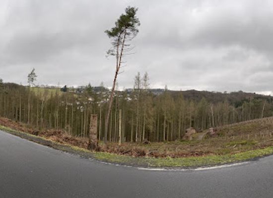 germany/westerwald/attraction/westerwald-kinder-kammerforst