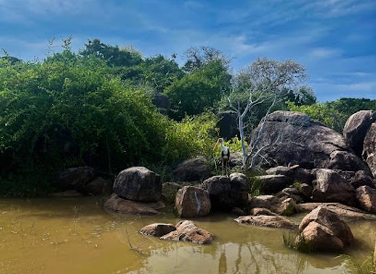 sri-lanka/arugam-bay/attraction/lesitha-safari