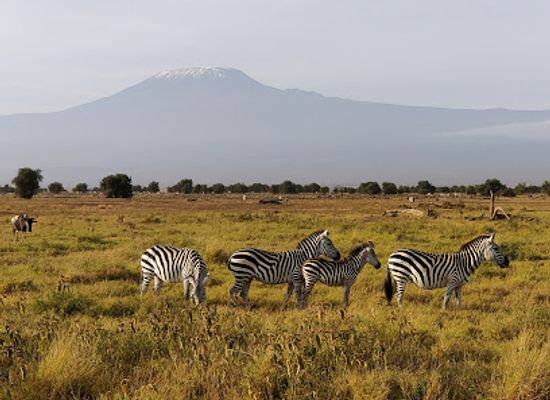 kenya/mount-kenya-region/attraction/amboseli-national-park