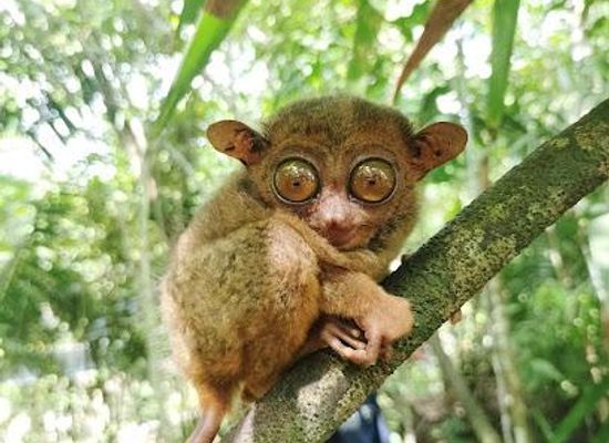 philippines/bohol/attraction/bohol-tarsier-conservation-area