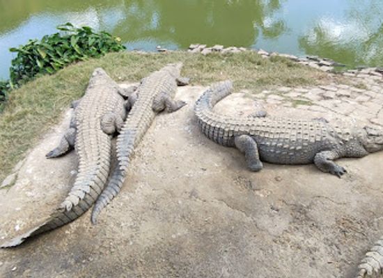 madagascar/melaky/attraction/croc-farm-conservatoire-botanique-de-madagascar