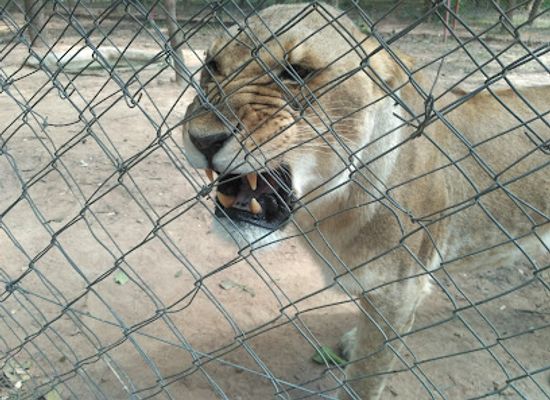 zambia/lusaka/longacres/attraction/zambia-safari
