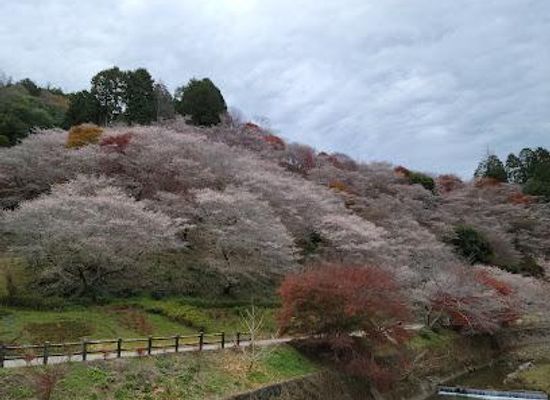 japan/mikawa/attraction/senmi-shikizakura-no-sato-four-seasons-cherry-blossoms