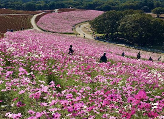 japan/hitachi/attraction/national-hitachi-seaside-park-pleasure-garden