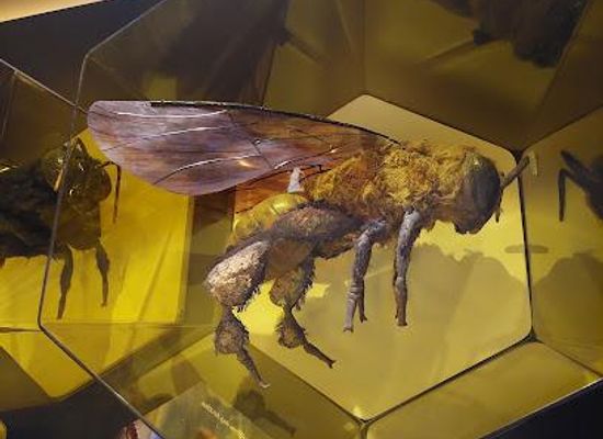brazil/sao-paulo/attraction/museum-institute-biologico