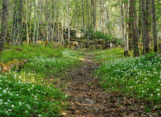 sweden/orebro/attraction/retratten-naturreservat