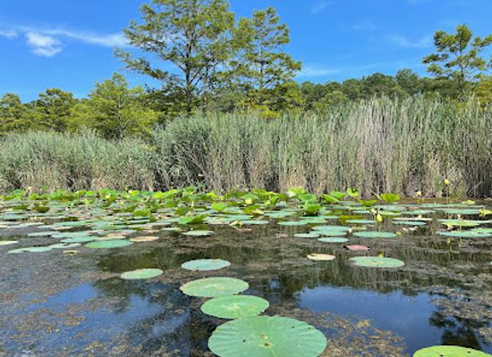 virginia/virginia-beach/sandbridge-beach/attraction/lotus-garden-park