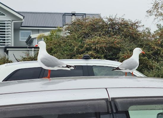 new-zealand/tasman/attraction/parkers-cove