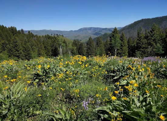 idaho/ketchum/attraction/adam-s-gulch-trailhead