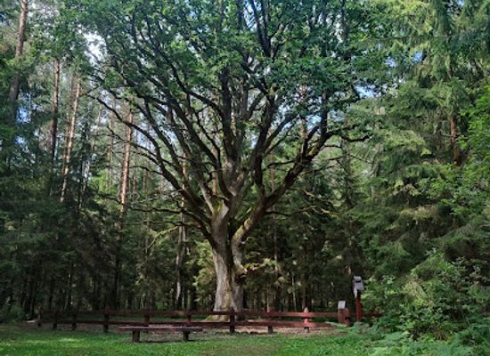 lithuania/suvalkija/attraction/grybiskiu-azuolas