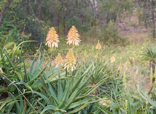 zimbabwe/mashonaland-central/attraction/ewanrigg-garden