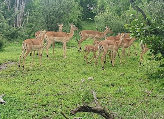 zimbabwe/mashonaland-central/attraction/zimbabwe-national-parks-darwendale-recreational-park