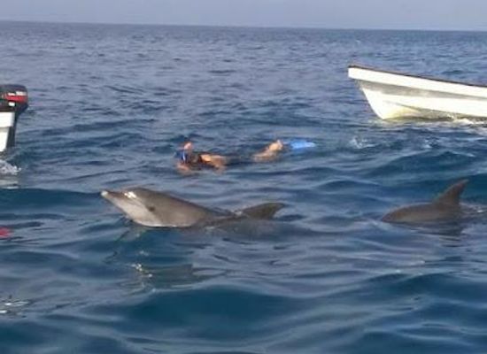 tanzania/dar-es-salaam/attraction/fins-zanzibar-dolphins-tours