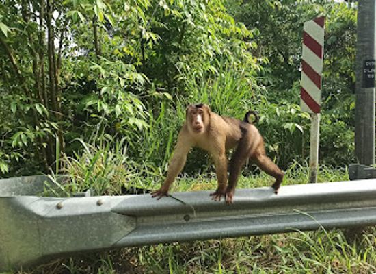 malaysia/pahang/attraction/jambatan-fraser-s-hill-bridge