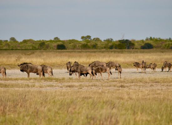 botswana/makgadikgadi-pans-national-park/attraction/makgadikgadi-pans
