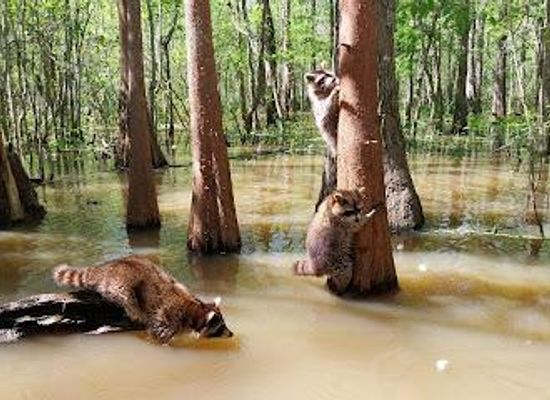 louisiana/northshore/attraction/honey-island-swamp-tours