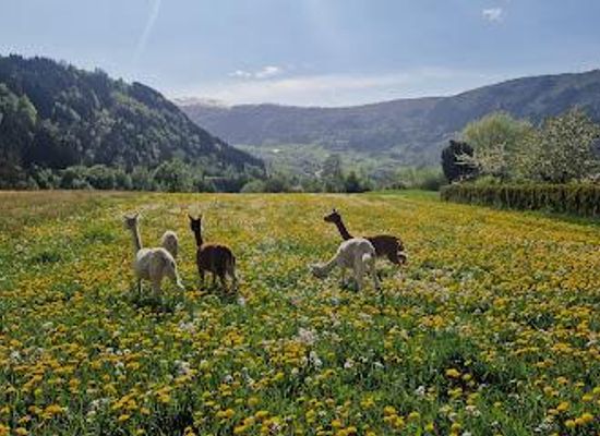 norway/flam/attraction/steim-farm-visit