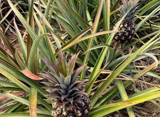jamaica/cornwall-county/attraction/pisgah-pineapple-farm-tours