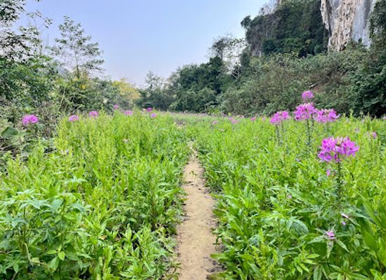 laos/phongsaly-province/attraction/huay-san-village
