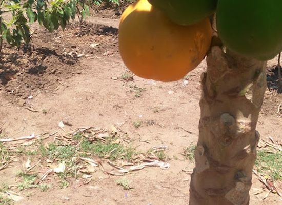 malawi/southern-region/attraction/miracle-gardens