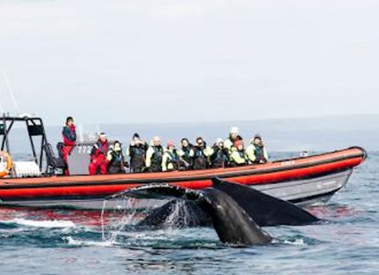 iceland/husavik-area/attraction/husavik-adventures