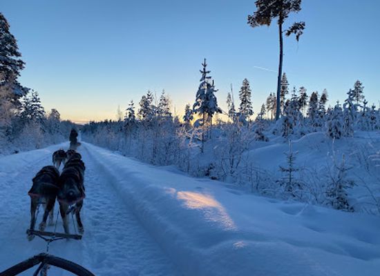 sweden/lapland/attraction/wild-lapland