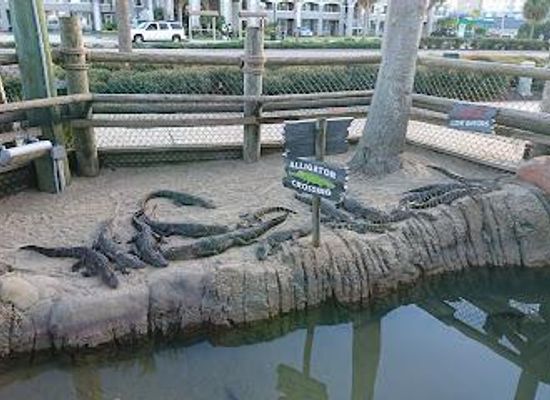 florida/orlando/attraction/congo-river-golf