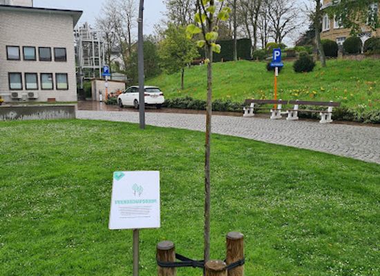 belgium/de-panne/attraction/de-vriendschapsboom