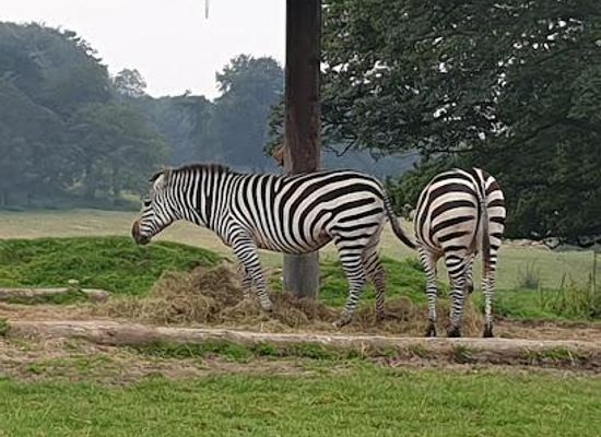 united-kingdom/manchester/attraction/knowsley-safari