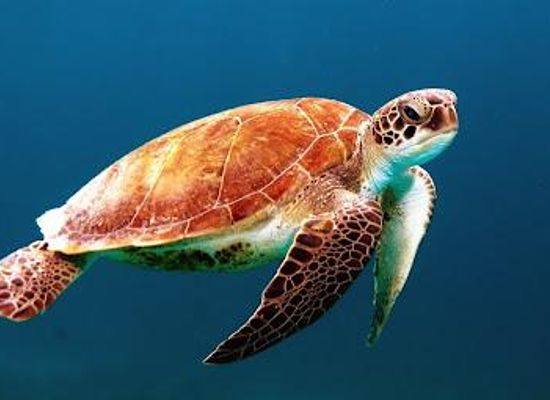 egypt/hurghada/attraction/diving-with-luka