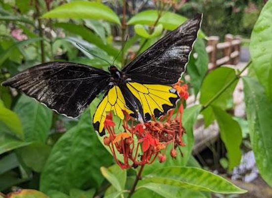 indonesia/bali/attraction/kemenuh-butterfly-park-bali
