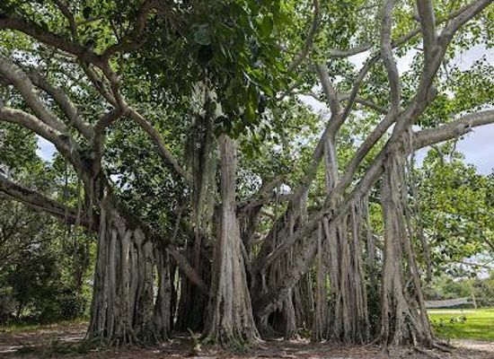 florida/fort-lauderdale/attraction/hugh-taylor-birch-state-park
