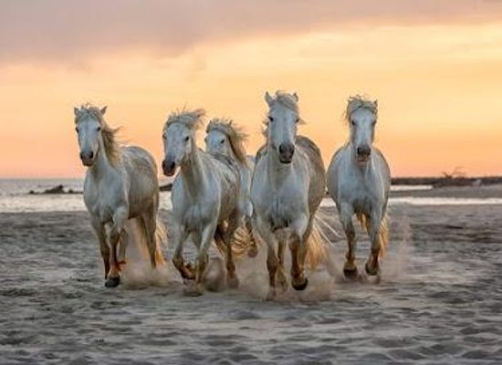 france/languedoc/attraction/camargue