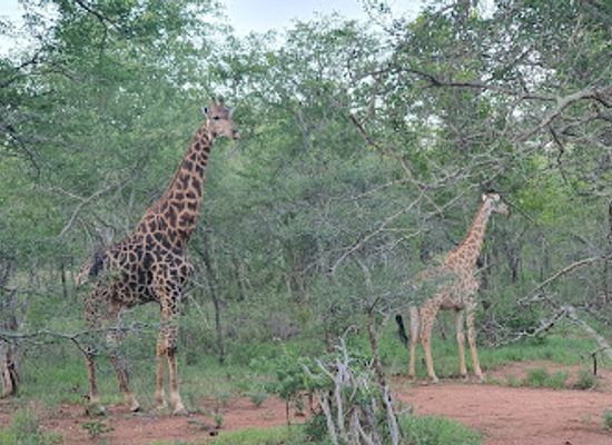 south-africa/bushveld/attraction/leopard-rock-nature-reserve