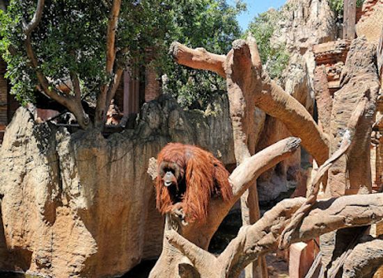 spain/costa-del-sol/attraction/bioparc-fuengirola