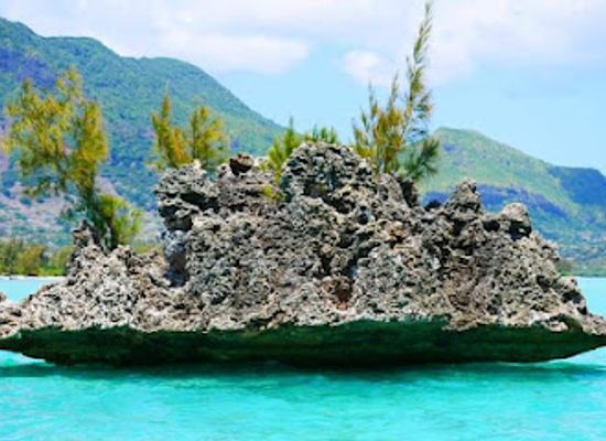 mauritius/tamarin/attraction/dolphin-encounter-mauritius