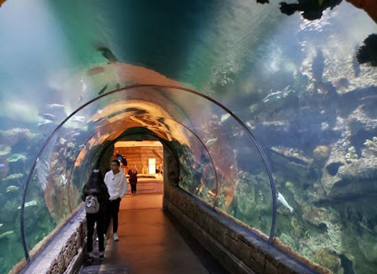 nevada/las-vegas/the-strip/attraction/shark-reef-aquarium-at-mandalay-bay