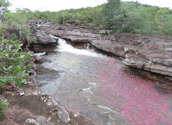 colombia/cano-cristales/attraction/la-macarena-botanical-garden