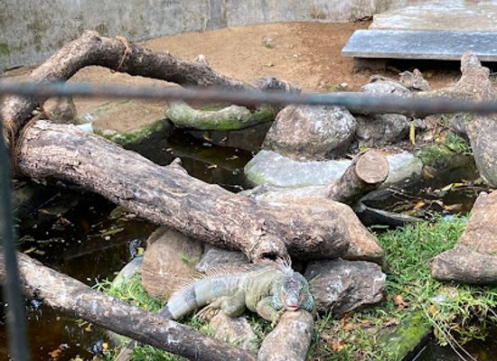 india/mahabalipuram/attraction/crocodile-park