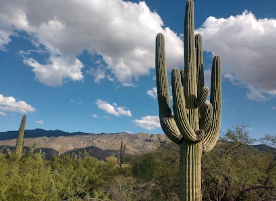 arizona/pima-county/attraction/saguaro-national-park