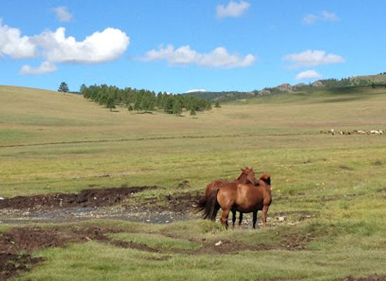 mongolia/mongolian-manchurian-grassland/attraction/erdene-zuu-monastery