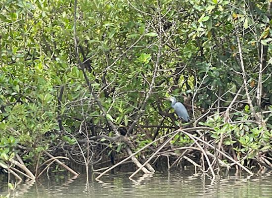the-gambia/jokadu/attraction/nature-trail