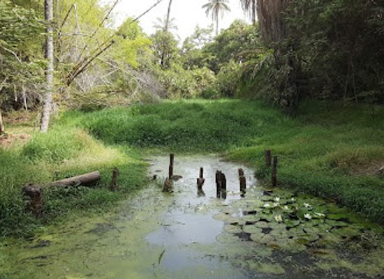 the-gambia/kantora/attraction/abuko-nature-reserve