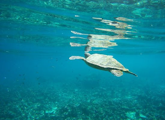 maldives/alimatha-island/attraction/turtle-point