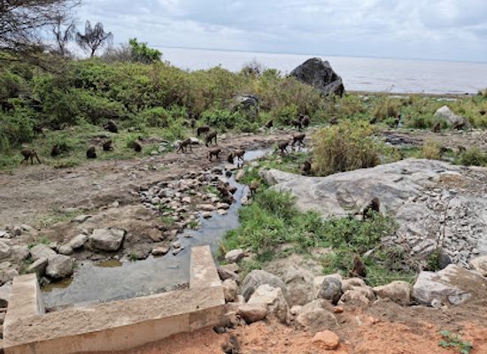 tanzania/singida/attraction/lake-manyara-national-park