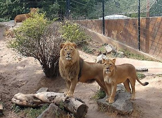 idaho/rexburg/attraction/idaho-falls-zoo-at-tautphaus-park