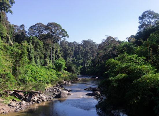 malaysia/borneo/attraction/danum-valley-conservation-area