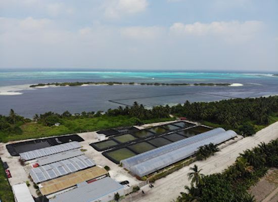 maldives/lhaviyani-atoll/attraction/sea-cucumber-farm